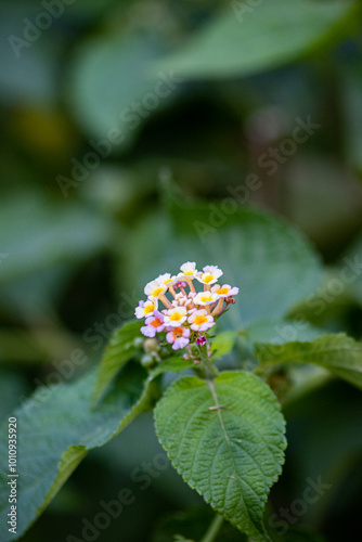 Picture of a beautiful flowers