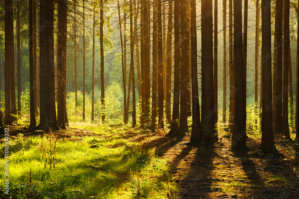 Fototapeta premium Forest of Spruce Trees, Sunlight through the tree trunks casting long shadows at sunset