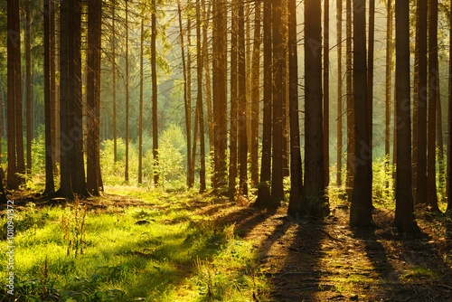 Forest of Spruce Trees, Sunlight through the tree trunks casting long shadows at sunset