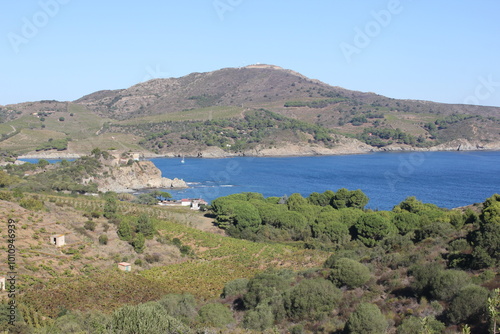 Vignobles, Banyuls sur mer