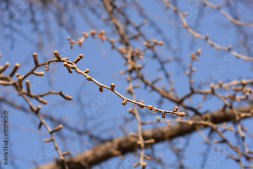Ginkgo tree branches wit leaf buds