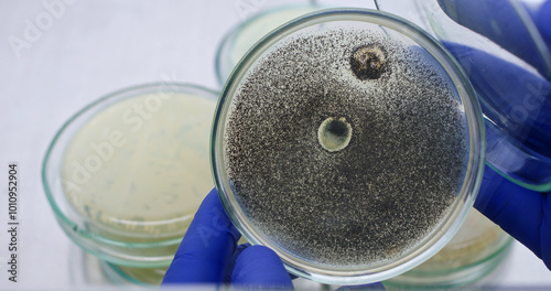 The petri dish was overgrown with small colonies of black mold. The scientist opened the petri dish on a white background. The dangerous mold grew in the laboratory.