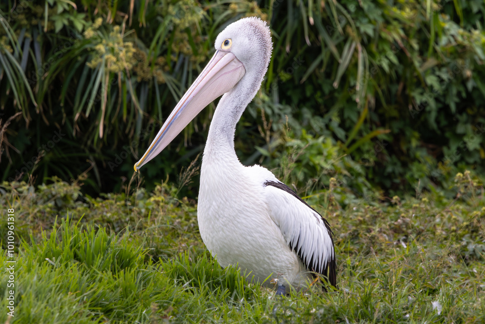 An Australian Pelican with green background An Australian Pelican with green background