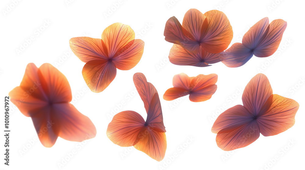 Flying petal petals flower nature on a white background