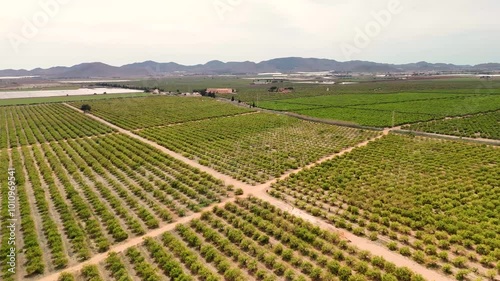Drone flight over gigantic lemon crop. Campo de Cartagena, Region of Murcia