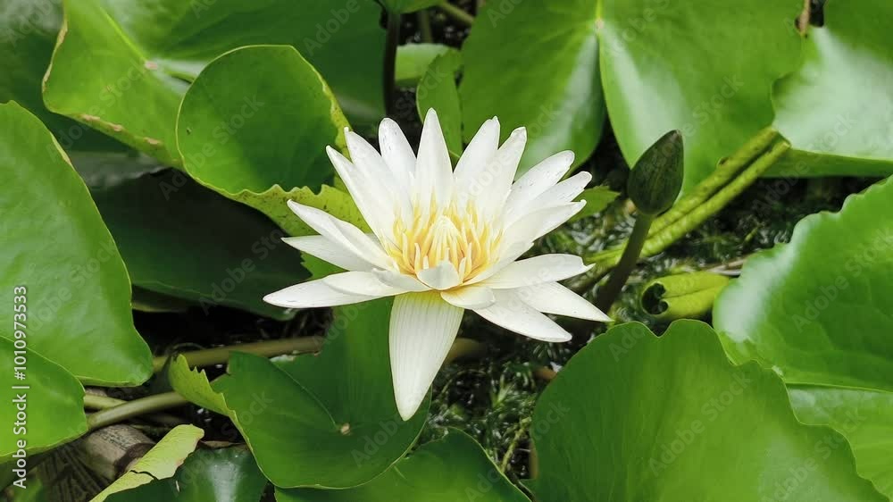 White lotus with yellow pollen on surface of pond White lotus with yellow pollen on surface of pond