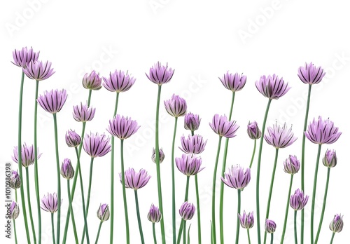 purple flowers on long stems