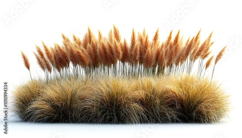 grass isolated on white