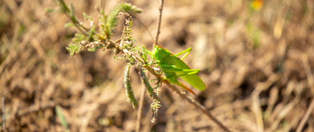 A green grasshopper sits in the grass on a bush. Great marsh grasshopper Stethophyma grossum, an endangered insect typical of wet meadows and marshes. A green grasshopper sits in the grass on a bush. Great marsh grasshopper Stethophyma grossum, an endangered insect typical of wet meadows and marshes.