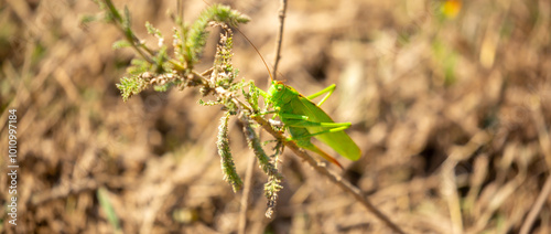 A green grasshopper sits in the grass on a bush. Great marsh grasshopper Stethophyma grossum, an endangered insect typical of wet meadows and marshes.