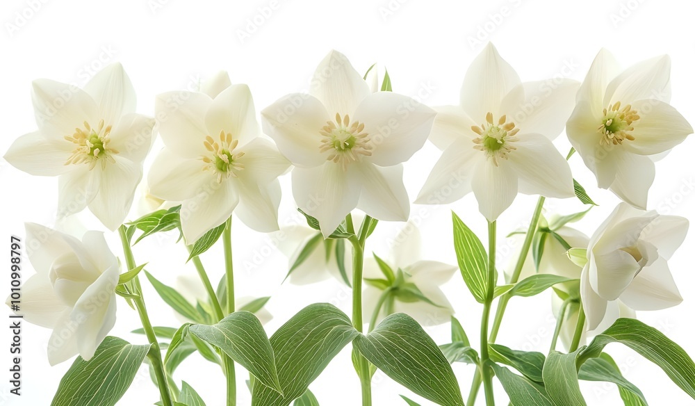 Fototapeta premium a close up of beautiful white flowers