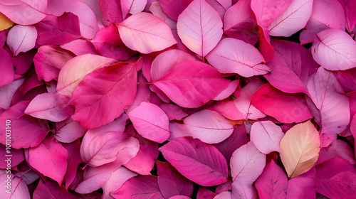 Fototapeta Naklejka Na Ścianę i Meble -  Hot pink fall leaves covering the ground.