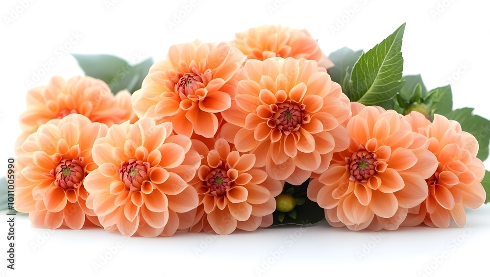 dahlia flower isolated on white dahlia flower isolated on white