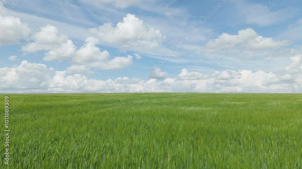 Green fields on a sunny windy cloudy day Aerial view Green fields on a sunny windy cloudy day Aerial view
