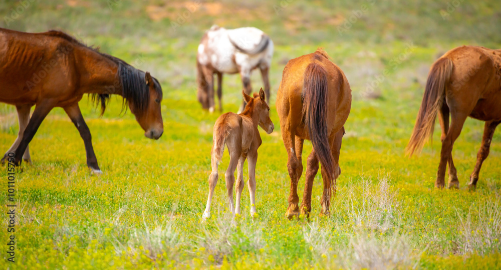 Fototapeta premium A herd of horses graze in the meadow in summer, eat grass, walk and frolic. Pregnant horses and foals, livestock breeding concept.