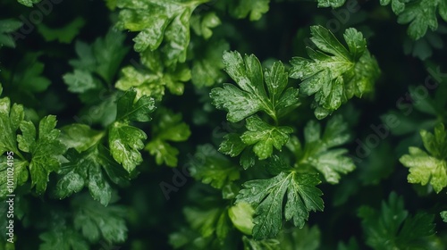 Mediterranean herbs: parsley leaves and sprigs, ideal for cooking, healthy eating, or nutritional design. 