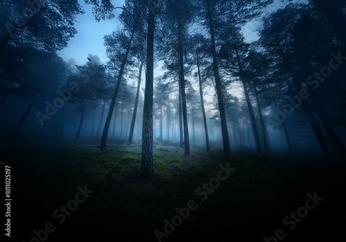 A misty forest with tall trees, the light peeks through the canopy above.