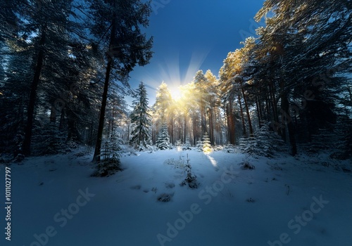 Sunlight streams through the branches of a snowy evergreen forest, illuminating the white ground.