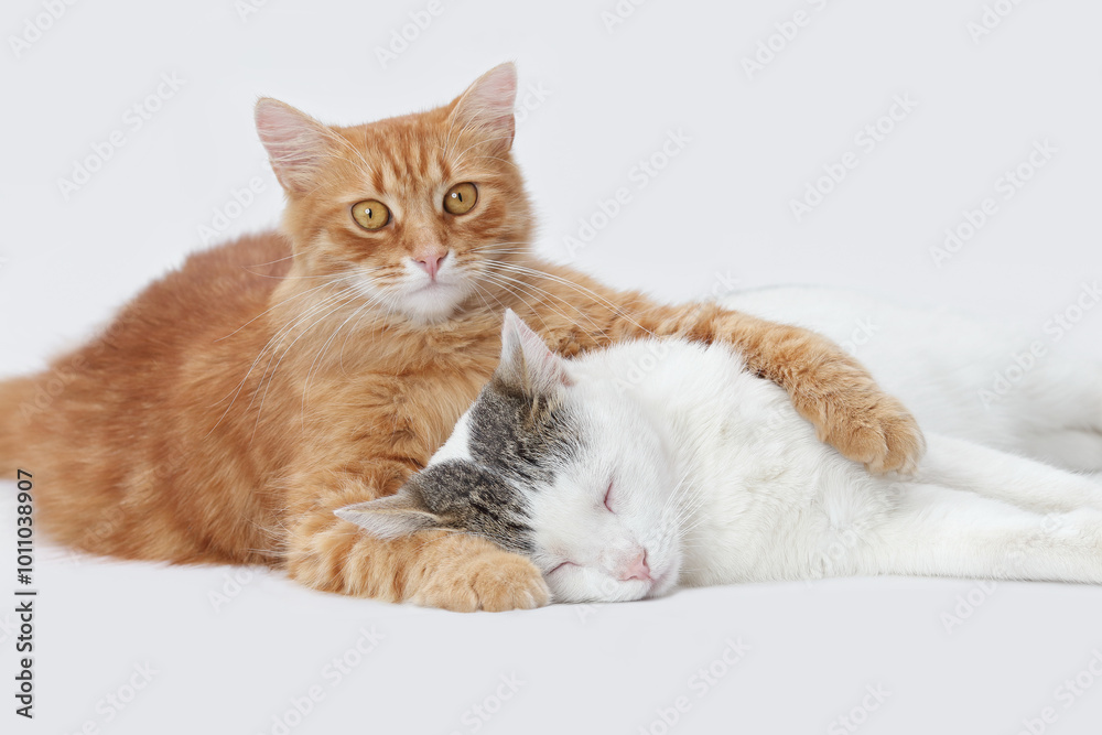 Two cats ginger and white lying together, expressing companionship, affection. Love Valentine’s Day, couples, closeness. Cat cuddling. romantic bonding, friendship, connection. Pet shop. World Pet day Two cats ginger and white lying together, expressing companionship, affection. Love Valentine’s Day, couples, closeness. Cat cuddling. romantic bonding, friendship, connection. Pet shop. World Pet day