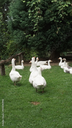 A little gathering on the green pasture photo