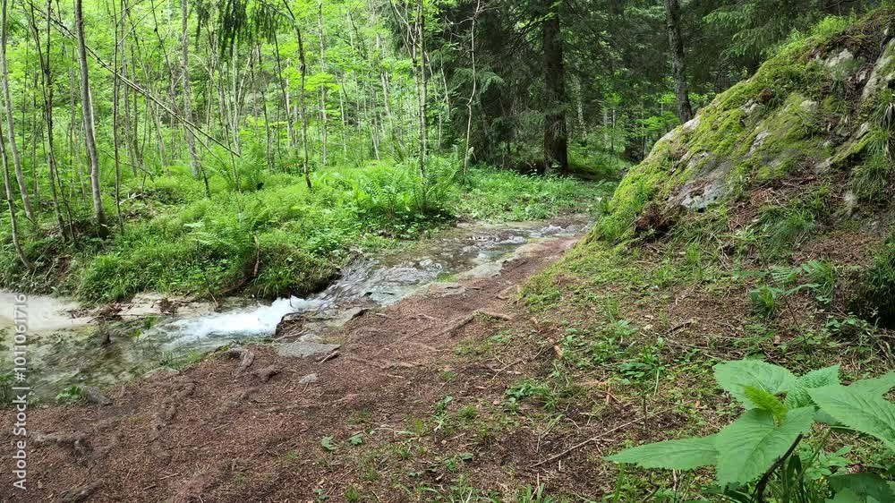 Small brook flowing through the forest. A river between the trees and hiking trails - static shot Small brook flowing through the forest. A river between the trees and hiking trails - static shot
