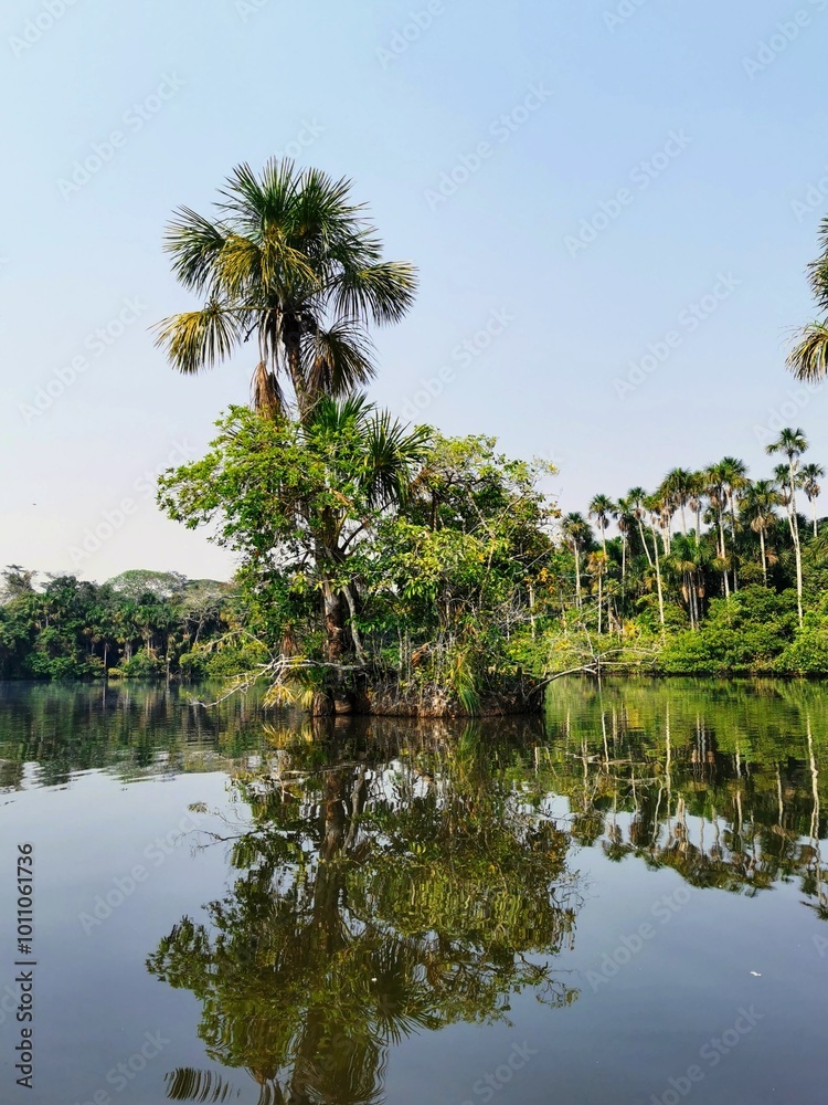 palm trees on the lake