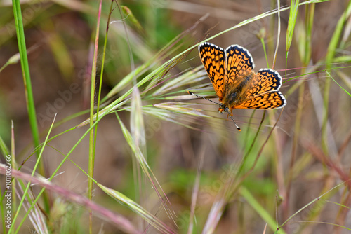 Wegerich-Scheckenfalter // Glanville fritillary (Melitaea cinxia) - Sosopol, Bulgarien photo