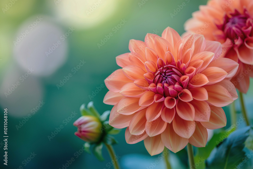 Beautiful peonies on the left against a gently blurred background. Beautiful background of flowers. Advertising banner. Beautiful peonies on the left against a gently blurred background. Beautiful background of flowers. Advertising banner.