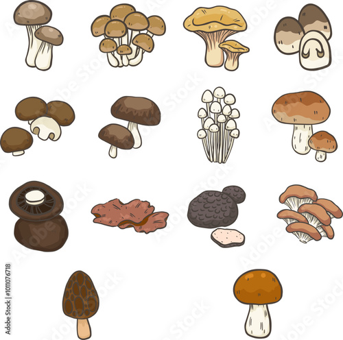 Edible mushroom illustration for decoration on vegetables and cooking materials concept.