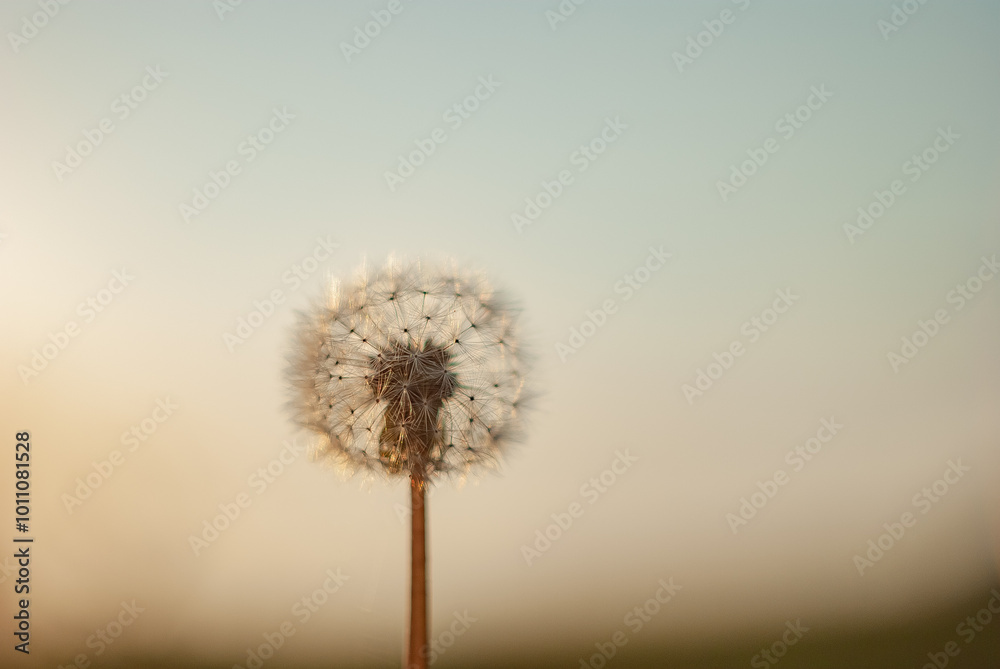 Obraz premium A dandelion with the sun behind it. Close Up of a beautiful common dandelion