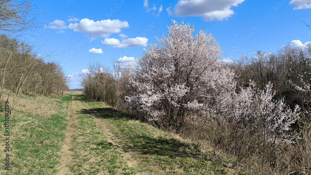 landscape by the river in the spring landscape by the river in the spring