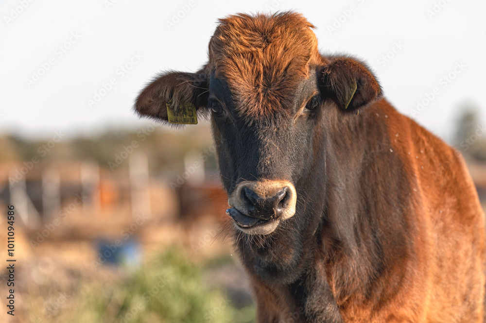 Cypriot bull calf licking its nose on a sunny farm day Cypriot bull calf licking its nose on a sunny farm day