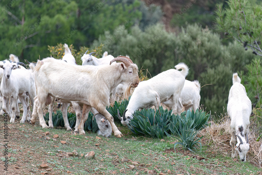 Herd of white goats grazing on green plants somewhere in Troodos Mountains, Cyprus Herd of white goats grazing on green plants somewhere in Troodos Mountains, Cyprus