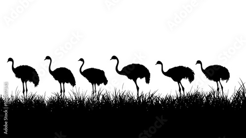 Flock of ostriches grazing on grasses in an open plain, vector illustration art
