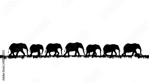 Herd of elephants walking in a line across wide field, vector illustration art