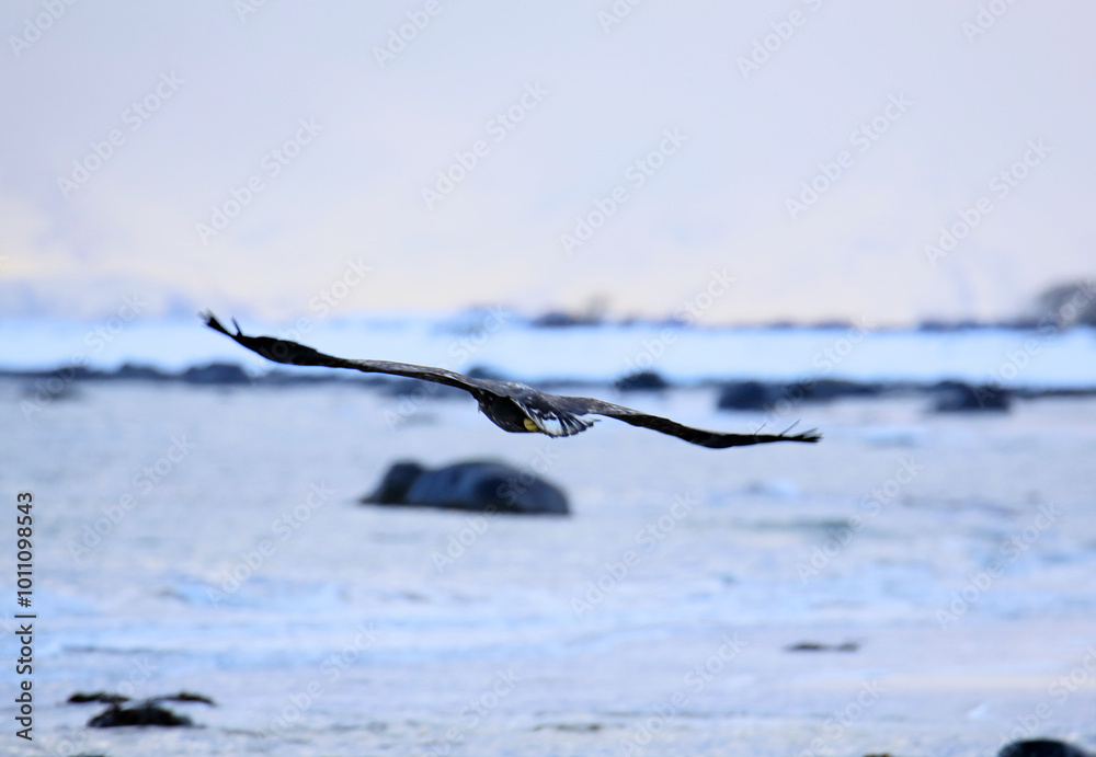 Aquila vola sui fiordi innevati sull'isola di Andoya (Vesteralen) in Norvegia. Febbraio 2024 Aquila vola sui fiordi innevati sull'isola di Andoya (Vesteralen) in Norvegia. Febbraio 2024
