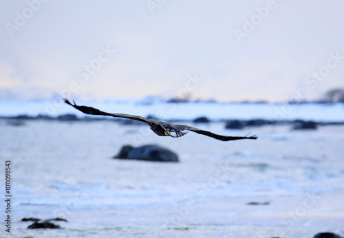 Aquila vola sui fiordi innevati sull'isola di Andoya (Vesteralen) in Norvegia. Febbraio 2024