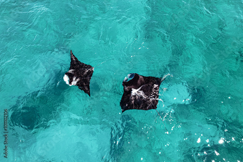 Aerial picture of two manta rays swimming in the blue shallow water.  Beautiful marine life. Wildlife in Exmouth, Ningaloo, Western Australia. Amazing animals, gentle giants in the ocean.