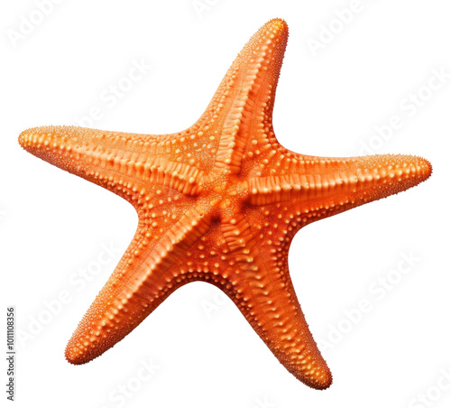 PNG Starfish white background invertebrate echinoderm.