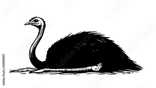 Ostrich resting on the ground, legs folded underneath its body, vector illustration art