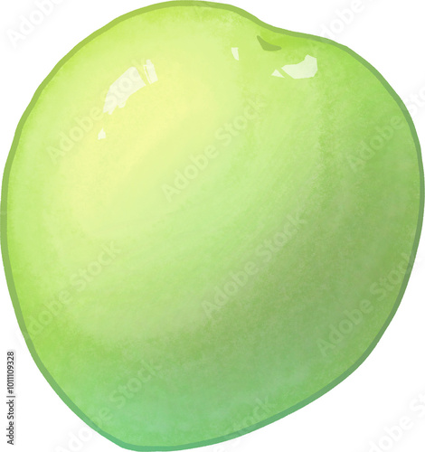 Illustration of Indian Jujube1