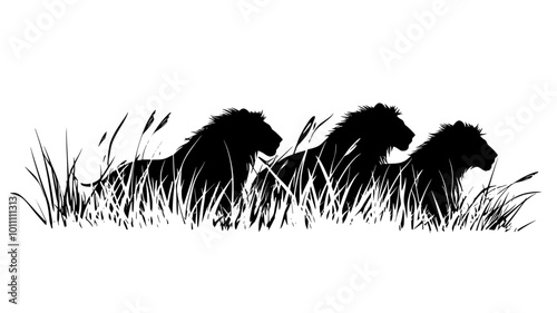 Lions stalk through tall grass, their ears forward, alert and focused on their prey, vector illustration art