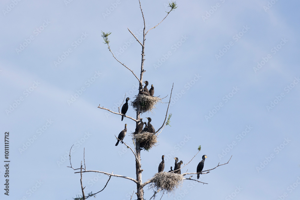 Many great cormorant nests in the trees Many great cormorant nests in the trees