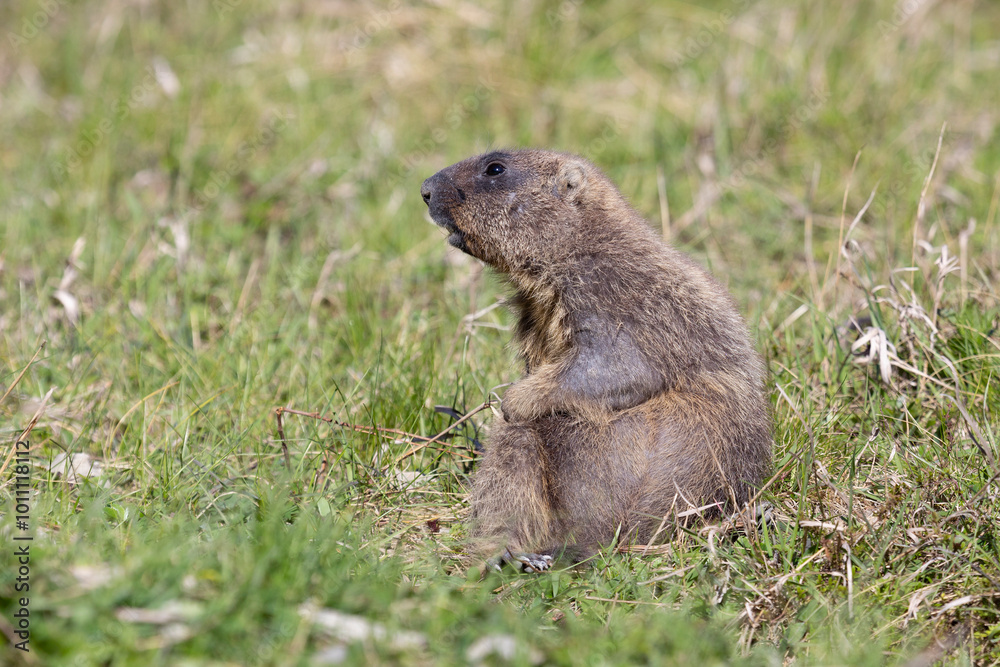 Bobak marmot stand on a grass on summer day Bobak marmot stand on a grass on summer day
