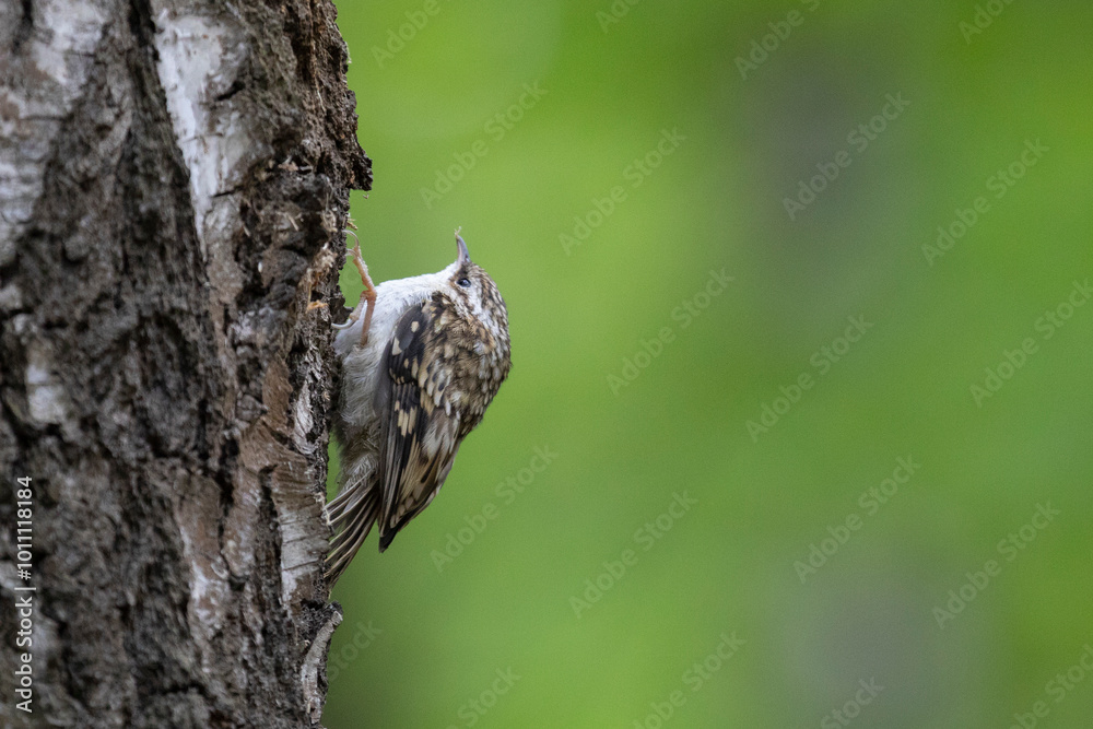 Obraz premium Eurasian treecreeper perched on a tree trunk