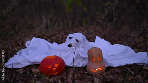 Jack Russell Terrier dog in a ghost costume for Halloween in the woods.