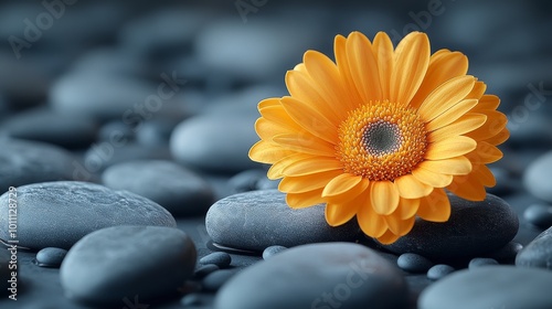 Yellow gerbera flower resting on wet grey stones