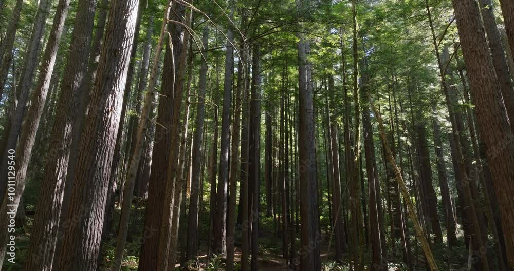 Smooth drone flight under the tall trees, with sunlight flickering through the redwood forest canopy Smooth drone flight under the tall trees, with sunlight flickering through the redwood forest canopy