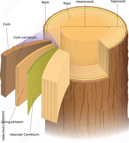 illustration of wood anatomy cross section photo