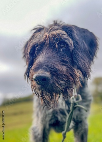 portrait of a German wired hair pointer 